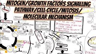 Mitogen/Growth Factors Signalling Pathway/Cell Cycle/Mitosis/Molecular Mechanism/Controls/Regulation