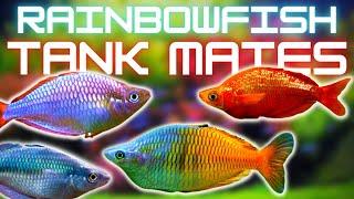 Rainbowfish Tank Mates: 5 Fish You Can Keep With Rainbowfish!