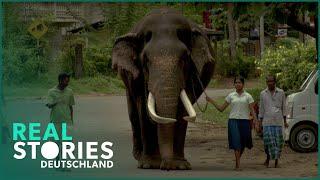 Documentary: Elephants and humans live together here! | Real Stories Germany