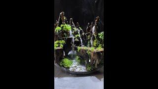 Moss growing Bonsai  Moss Micro Landscape bonsai art苔藓微景观《nana》works welcome to subscribe #shorts