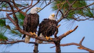 SWFL Eagles ~ HARRIET & M15 PHOTO SHOOT AT SUNRISE! Beautiful Photos by Desiree Deliz!  10.8.22