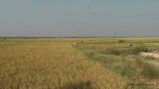 [HD] A typical autumn morning in an Indian village in Bihar, ghosaith (Village Ghosaith, Bihar)