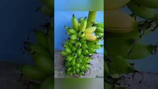 Bananas with cracked skin  #fruit #bananas #subscribe #shorts