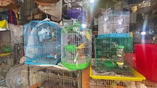 Chim cảnh trên đường Lê Hồng Phong  Q10 có gì mới?