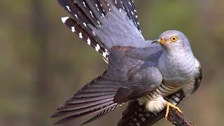 CUCKOO bird sounds and call in spring