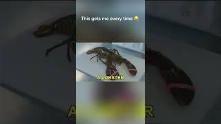 My pet lobster love his sandwich’s #funny #memes