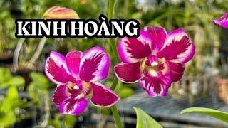 10 phần quà từ duy phong!