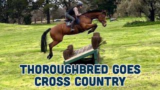 THOROUGHBRED GOES CROSSCOUNTRY TRAINING