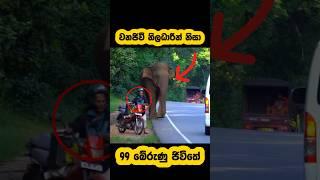 Wild elephant attack🫣#shortvideo #shorts #elephant #attack #tiktok #viralvideo #youtube #shots #1