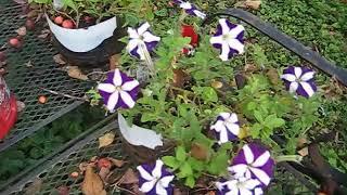 Trim Petunias to get them to flower again, BEFORE/AFTER, The Truth, it works