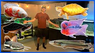 Feeding All My Pets! (Basement Fish Room Tour)