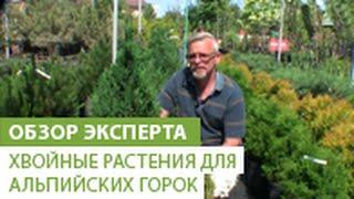 Хвойные растения для альпийских горок. Особенности. Виды хвойных для альпийских горок.