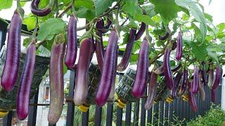 I've never seen so many Eggplants, growing Eggplants at home