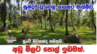 Coconut land for sale sri lanka/pol idam/Coconut land for sale in sri lanka/aduwata pol idam/pol