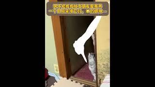 ：主人你回去吧！以后我就有新主人了… 视频素材来自@罗密欧与他的猫狗日记 #画画 #治愈系 #猫咪 #狗狗 #神奇动物在抖音 #是吗