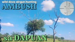 PESTCONTROL#117WILD DOVE HUNT AIRGUN HUNTING SA DAPUAN_ HOT SPOT