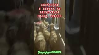 BERANGKAT BANYUWANGI 5 BETINA HARGA 6JT300 @GALERI-KAMBING-DOMBA-NGANJUK