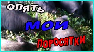 Вьетнамские поросята летом//Зауральское подворье