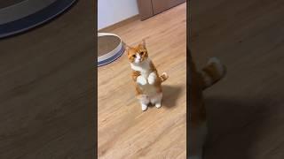 kitten meow cat  #shorts #cat #catvideos