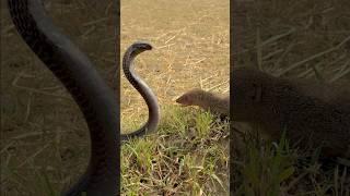 Mongoose and cobra  #kingcobra
