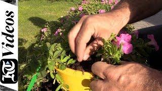 How they make flowers bloom at Dubai Miracle Garden