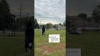 Isn’t it ironic? Don’t you think. #dog #funny #dogshorts