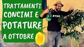 LIMONE: potatura di OTTOBRE, concime e altre cure autunnali