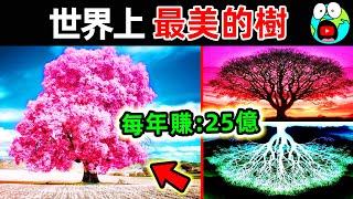 世界上最美的10棵樹！“摇钱树”竟真实存在？第一名每年能賺25億，24小時貼身保鏢。|#地球十大 #世界之最top #世界之最 #地球之最 #腦洞大開 #top10 #最美的樹