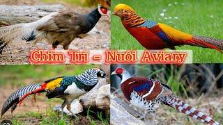 Khám Phá Chim Trĩ - Loài chim cảnh bộ lông đẹp và phù hợp nuôi thả Aviary || Đạt Bird TV