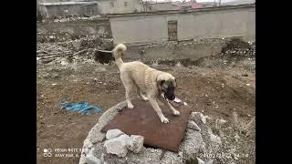 KANGAL KÖPEĞİ