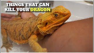 These 5 Things Can Kill Your Bearded Dragon| Tips On How To Avoid Them