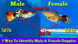 How To Identify Male And Female Guppies