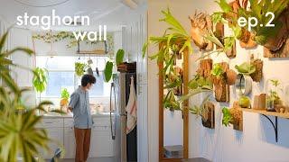 Apartment Makeover  ep. 2 - staghorn fern gallery wall, art with plants