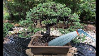 Bonsai Watering Techniques