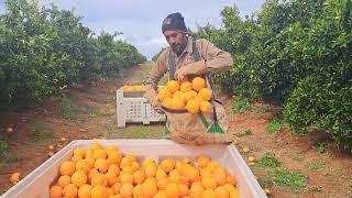 working in  australia picking oranges from  Timor Leste  