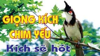 Luyện Giọng Chào Mào Hót Sáng | 100% phản ứng ngay, ép bổi sổ giọng và căng lửa.