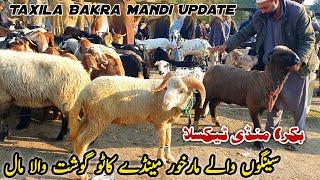 Markhor Mendy Or Katto Mall Bakra Mandi Taxila Update 23 November 2024