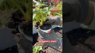 Planning the strawberry plant in my garden.#garden #strawberryplant