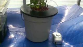 DWC Hydroponics Bucket System