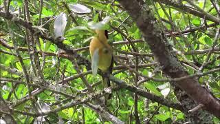 Olive Bushshrike calling