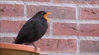 Common Blackbird (Turdus merula) singing.