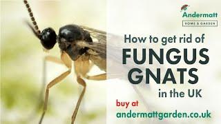 How to get rid of Fungus Gnats in the UK