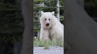 Nakoda's Letter & Petition Update! See description.  #wildlife #bear #grizzlies