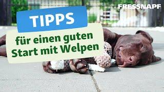 Das brauchst du für einen Welpen: Unsere Tipps für die Welpen-Erstausstattung