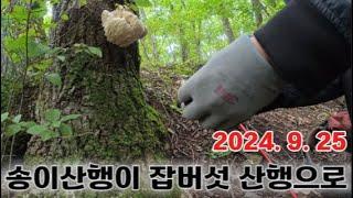 강원영동 850고지 송이버섯, 능이버섯 산으로 가보았다.