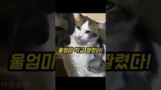 눈빛으로 보험가입 유도하는 놀라운 고양이