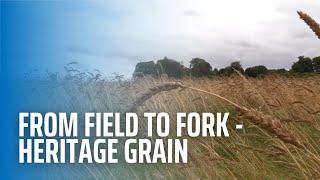 From Field to Fork - Heritage Grain