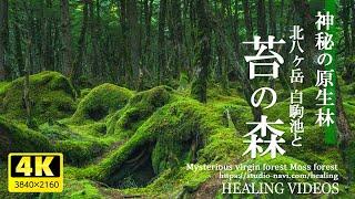 The mysterious virgin forest "Moss Forest" is like the world of Ghibli!