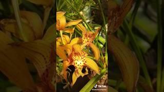 Cymbidium #orchid #plants #flowers #cymbidium #orchidcollection #orchids #orchidworld #orchidlovers