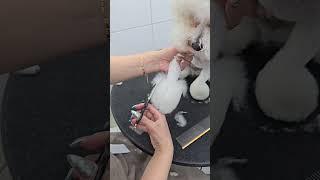 POODLE PAW GROOMING ENJOYING NEW STYLING #dog #groomed #puppy #dogtype #maltipoodog #cute